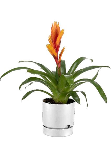 Begonya 12 Beyaz Saksı