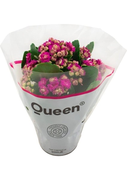 Kalanchoe Emel Hanım Çiçeği Fidanı Fuşya Renk 10-20 cm