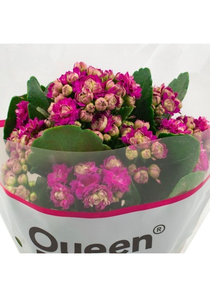Kalanchoe Emel Hanım Çiçeği Fidanı Fuşya Renk 10-20 cm