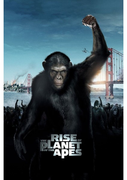 Rise Of The Planet Of The Apes (2011) (Folyo / Afiş / Poster) 5462 ( 35 cm x 50 cm )