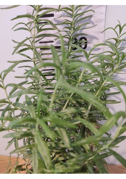 Biberiye canlı bitkisi (Rosemary, Iklil AlJabal)