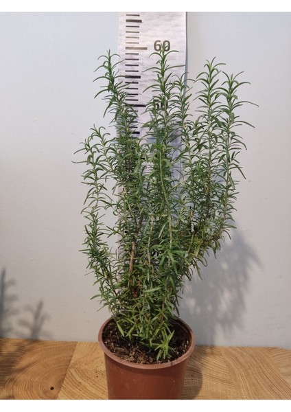 Biberiye canlı bitkisi (Rosemary, Iklil AlJabal) fiyatları