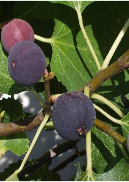 Tüplü Bursa Siyah Incir Fidanı fiyatları