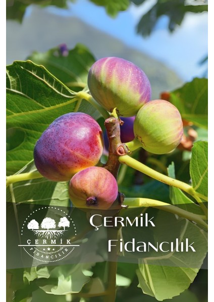 Tüplü Bursa Siyah Incir Fidanı