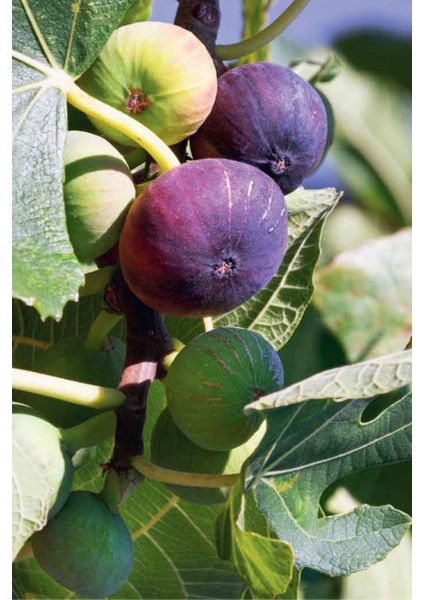 Tüplü Bursa Siyah Incir Fidanı modelleri