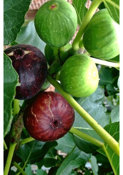 Tüplü Bursa Siyah Incir Fidanı fırsatları