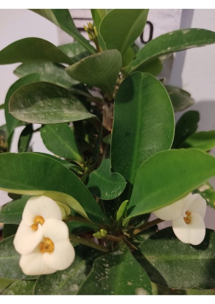 Zarif Beyaz Milii Dikenler Tac Çiçeği (CROWN-OF-THORNS, EUPHORBİA MİLİİ)