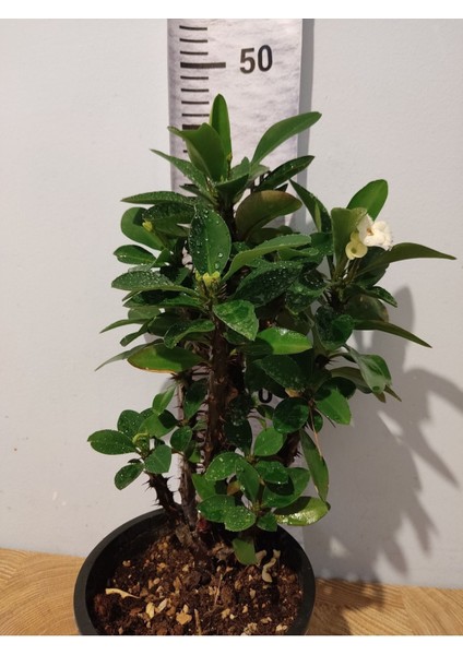 Zarif Beyaz Milii Dikenler Tac Çiçeği (CROWN-OF-THORNS, EUPHORBİA MİLİİ) modelleri