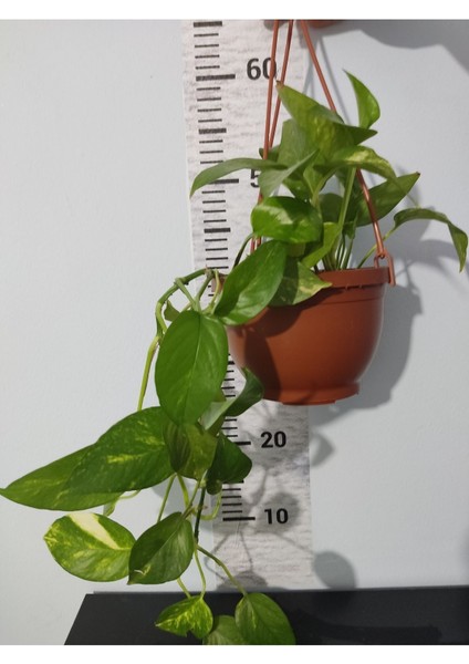 Küçük Patos bitkisi (Golden Pothos)