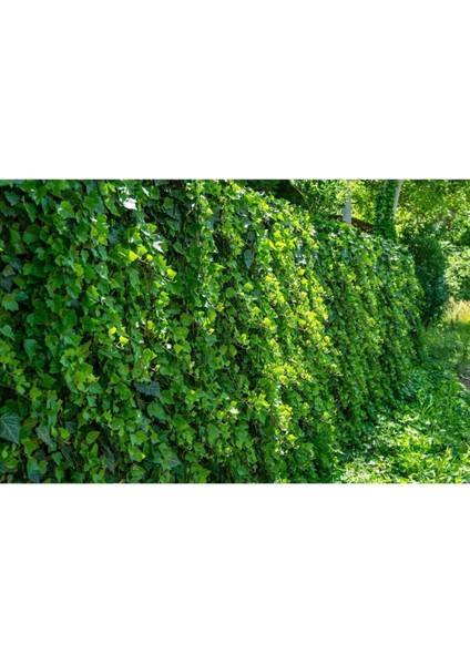 Duvar Sarmaşığı (HEDERA HELİX) 80-100 CM