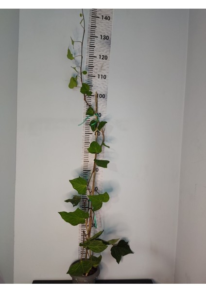 Duvar Sarmaşığı (HEDERA HELİX) 80-100 CM fiyatları