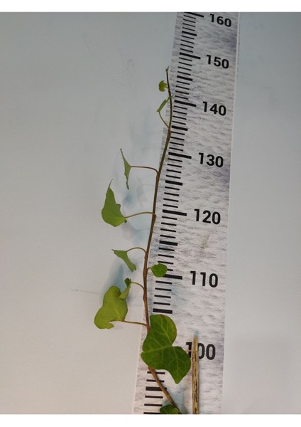 Duvar Sarmaşığı (HEDERA HELİX) 80-100 CM modelleri