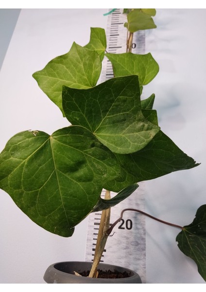 Duvar Sarmaşığı (HEDERA HELİX) 80-100 CM fırsatları