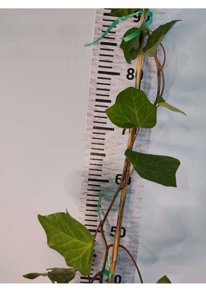 Duvar Sarmaşığı (HEDERA HELİX) 80-100 CM indirimleri