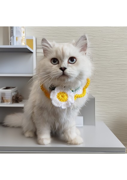 Kedi Köpek Için Papatya Yakalık