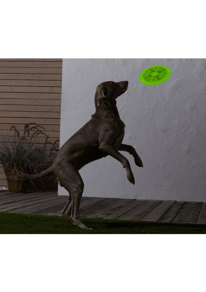 Köpek Frizbisi
