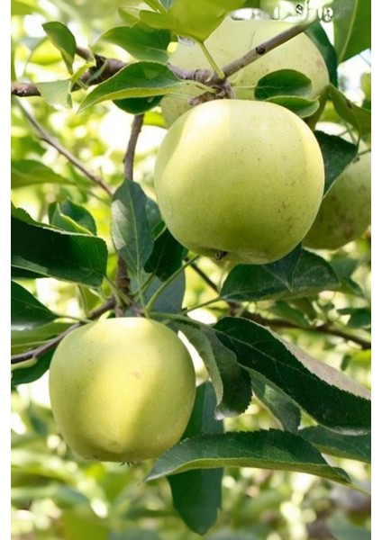Tüplü Golden Sarı Elma Fidanı