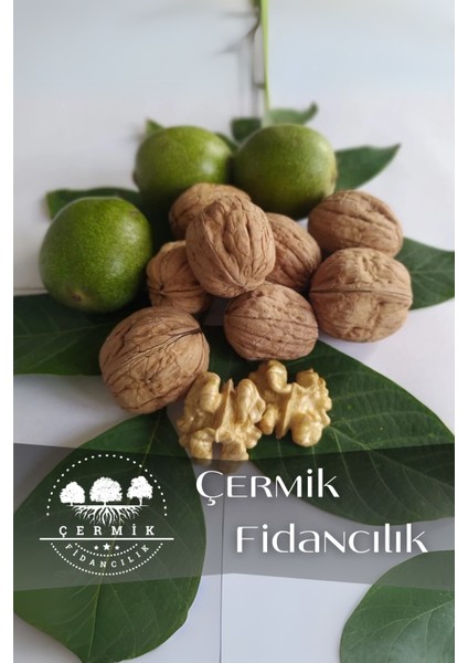 Tüplü Ince Kabuk Chandler Ceviz Fidanı