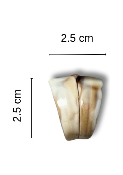 Kemik Fil Dişi Klipsli Düğme Aksesuarı 1 Çift