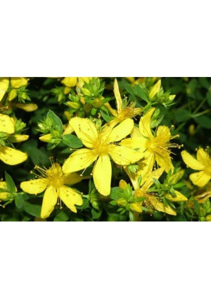 Orijinal Saf Sarı Kantaron Yağı 50 ml - ( %100 Doğal El Yapımı - Katkısız - Koruyucu Içermez!!!) indirimleri