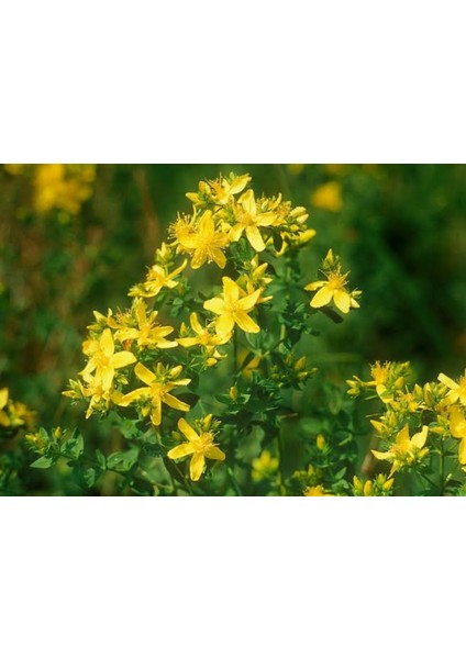 Orijinal Saf Sarı Kantaron Yağı 50 ml - ( %100 Doğal El Yapımı - Katkısız - Koruyucu Içermez!!!)