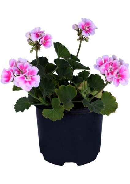Sardunya Çiçeği Fidanı - Pelargonium - Açık Pembe Renk 10-20 cm