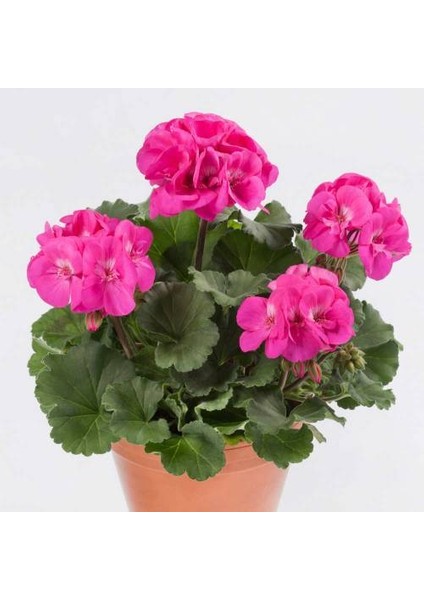 Sardunya Çiçeği Fidanı - Pelargonium - Açık Pembe Renk 10-20 cm