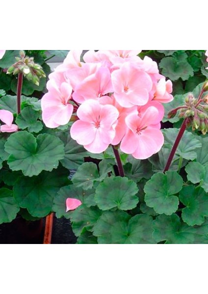 Sardunya Çiçeği Fidanı - Pelargonium - Açık Pembe Renk 10-20 cm