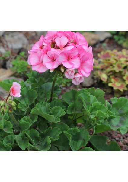 Sardunya Çiçeği Fidanı - Pelargonium - Açık Pembe Renk 10-20 cm