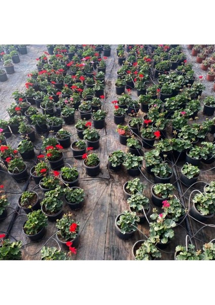 Sardunya Çiçeği Fidanı - Pelargonium - Açık Pembe Renk 10-20 cm