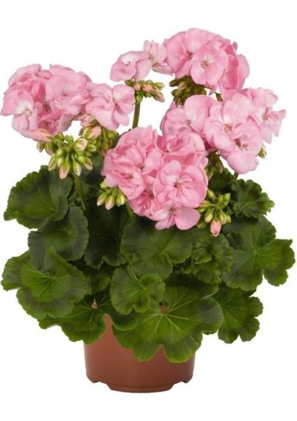 Sardunya Fidanı Saksılı Açık Pembe 10-20 cm