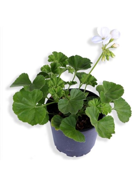 Sardunya Çiçeği Fidanı - Pelargonium - Beyaz Renk 10-20 cm