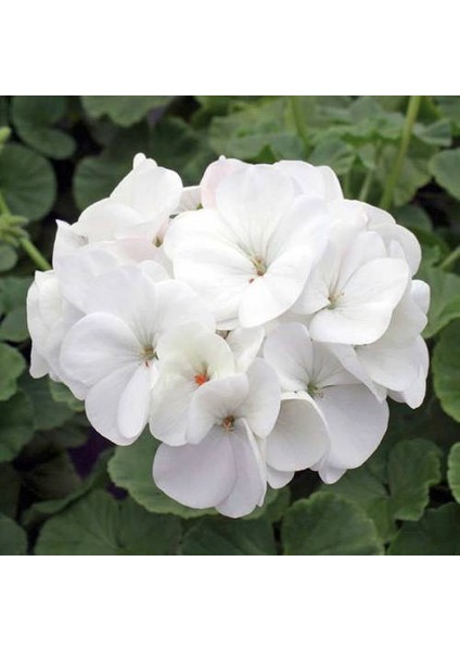 Sardunya Çiçeği Fidanı - Pelargonium - Beyaz Renk 10-20 cm fiyatları