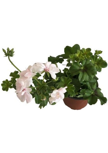 Sardunya Çiçeği Fidanı - Pelargonium - Beyaz Renk 10-20 cm modelleri