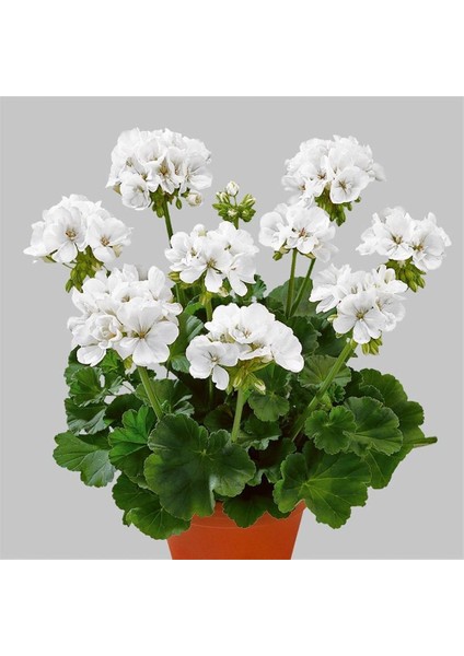 Sardunya Çiçeği Fidanı - Pelargonium - Beyaz Renk 10-20 cm fırsatları