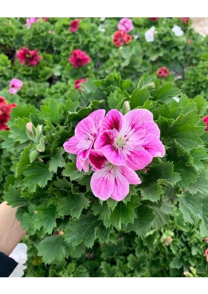 Ceylan Gözü Sardunya Çiçeği Fidanı Lila 10-20 cm