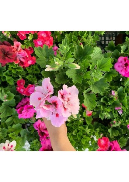 Ceylan Gözü Sardunya Fidanı Açık Pembe 10-20 cm