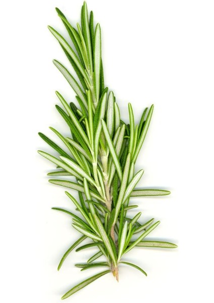 Saksılı Biberiye Fidesi Fidanı 1 Adet 10-20 cm Rosmarinus Officinalis