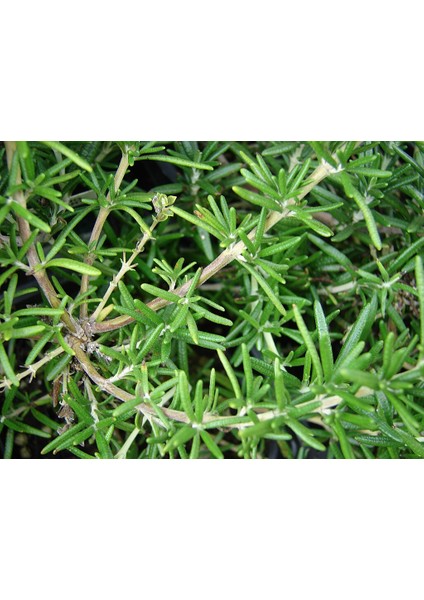 Saksılı Biberiye Fidesi Fidanı 1 Adet 10-20 cm Rosmarinus Officinalis