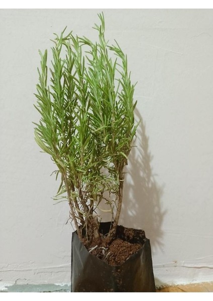 Saksılı Biberiye Fidesi Fidanı 1 Adet 10-20 cm Rosmarinus Officinalis