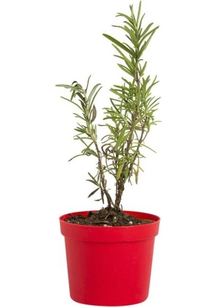 Sinonim Biberiye Fidanı Fidesi 10-20 cm Rosmarinus Officinalis fiyatları