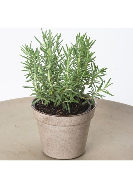 Sinonim Biberiye Fidanı Fidesi 10-20 cm Rosmarinus Officinalis modelleri