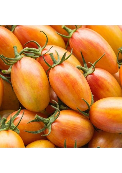 Blush Cherry Domates Tohumu (15 Tohum)