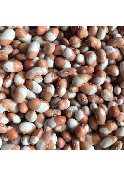 Geleneksel Ata Tohumları Keklik Sırık Fasulye Tohumu (10 Tohum)