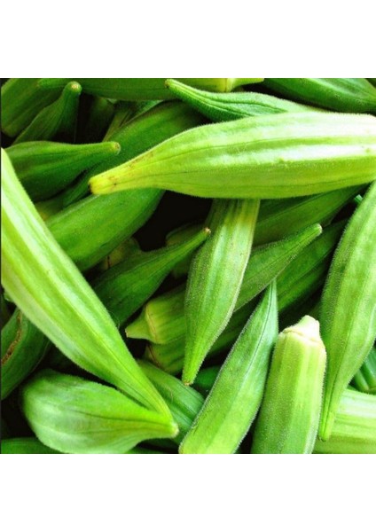 Geleneksel Anadolu Sultani Bamya Tohumu (50 Adet)