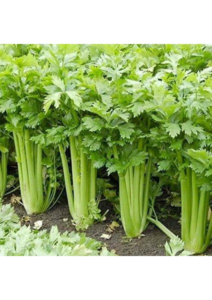 Ata Tohumları Geleneksel Golden Pascal Kereviz Tohumu (100 Tohum)