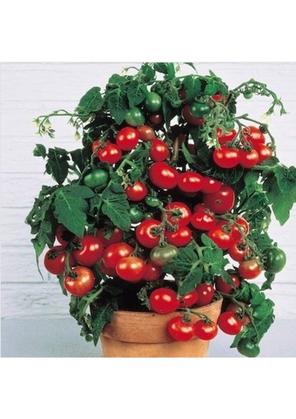 Özel Üretim Saksılık Bodur Çeri Domates Tohumu (5 Adet)
