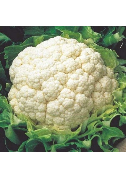 Ata Tohumları Geleneksel Igloo Karnabahar Tohumu (50 Tohum)