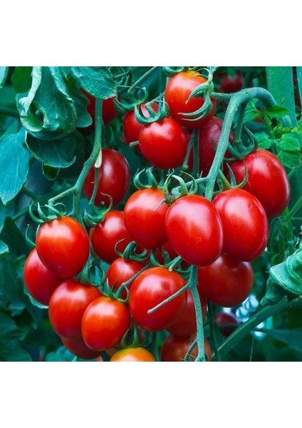 Nadir Herliom Red Cherry Domates Tohumu (15 Tohum)