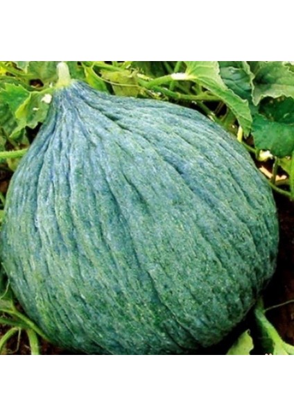 Geleneksel Ata Tohumları Hasanbey Kavun Tohumu (20 Tohum)